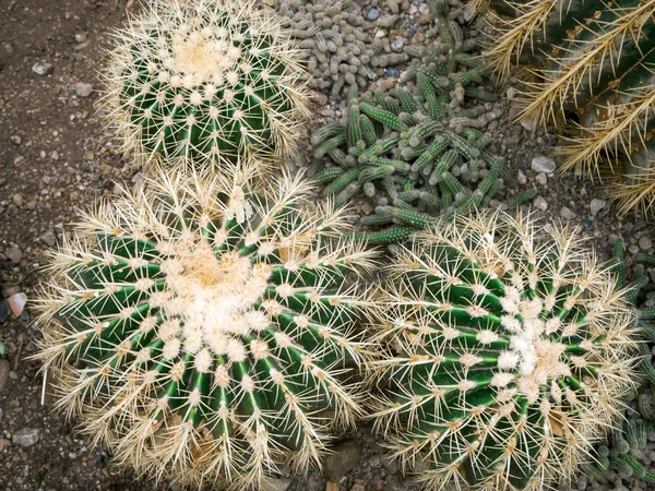 Echinopsis formosa cactus — Stockfoto