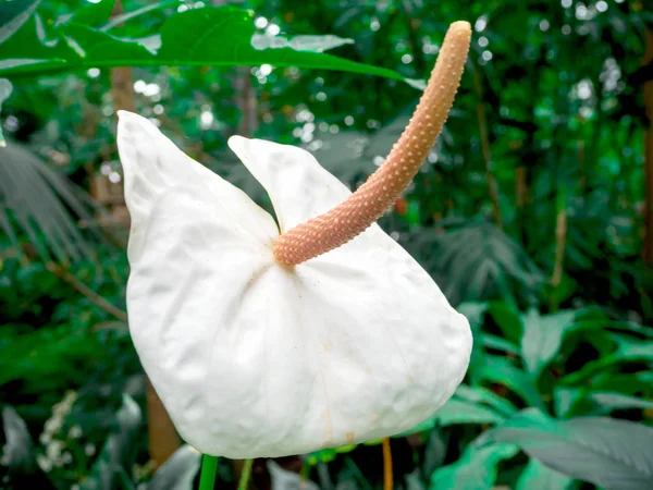 Flor bonita: Anthurium andreanum é um plano epifítico perene espetacular — Fotografia de Stock