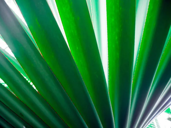 Wunderschöne Blume: Palme — Stockfoto