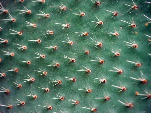 Cactus verde con agujas —  Fotos de Stock