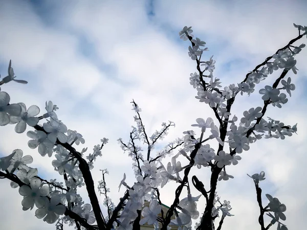 Kersenbloesems tegen de lucht - — Stockfoto