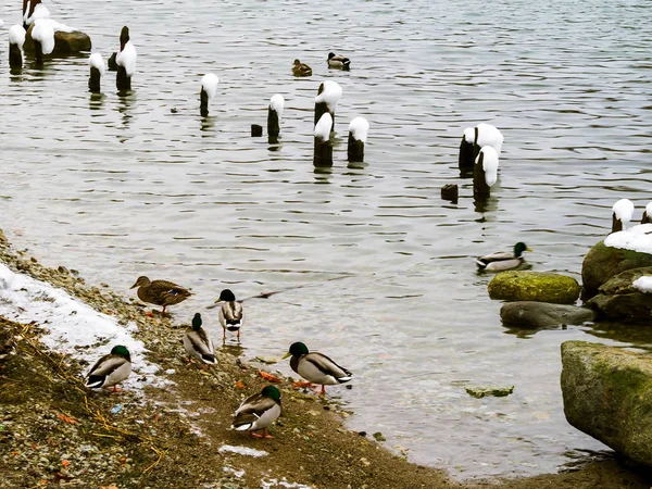 许多野鸭和天鹅 — 图库照片