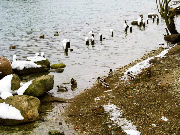 Wiele dzikich kaczek i łabędzi — Zdjęcie stockowe