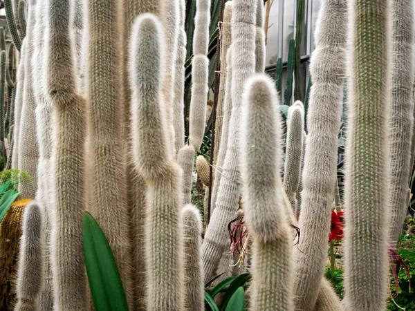 ビッグ サボテン、植物園 — ストック写真