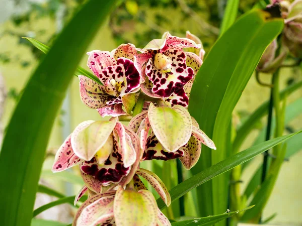 Flor bonita: Orquídeas ou Miltonopsis , — Fotografia de Stock