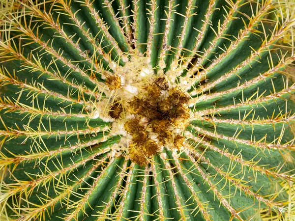 Echinopsis formosa cactus — Stockfoto