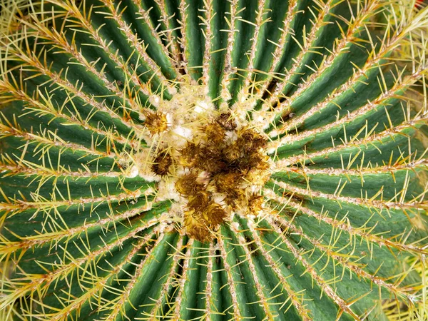 Echinopsis formosa cactus — Stockfoto