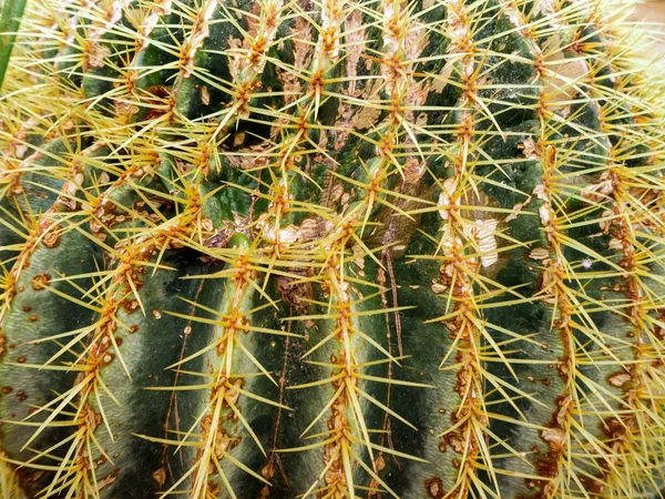 Echinopsis formosa cactus — Stockfoto