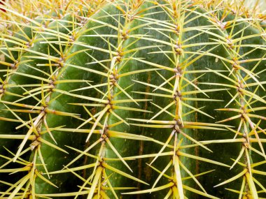 echinopsis formosa kaktüs