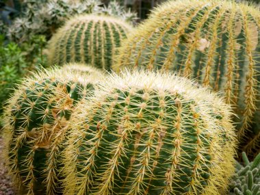 echinopsis formosa kaktüs
