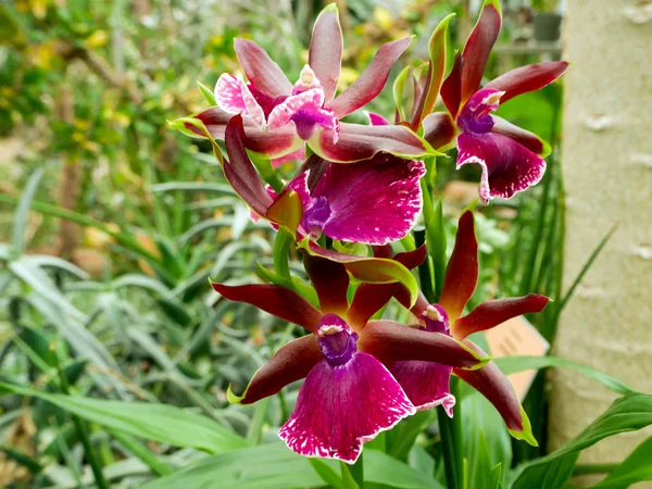 Flor bonita: Orquídeas ou Miltonopsis , — Fotografia de Stock