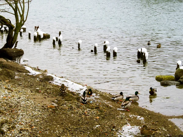 Wiele dzikich kaczek i łabędzi — Zdjęcie stockowe