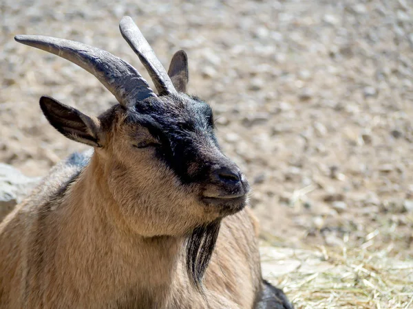 Retrato de Billy Goat macho — Foto de Stock