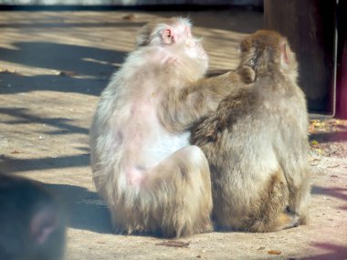 japon makak, hayvanat bahçesi