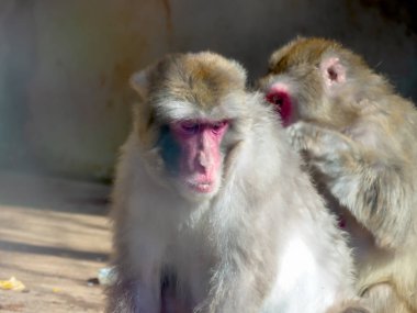 japon makak, hayvanat bahçesi