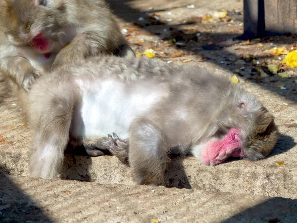 Makak japoński, zoo — Zdjęcie stockowe