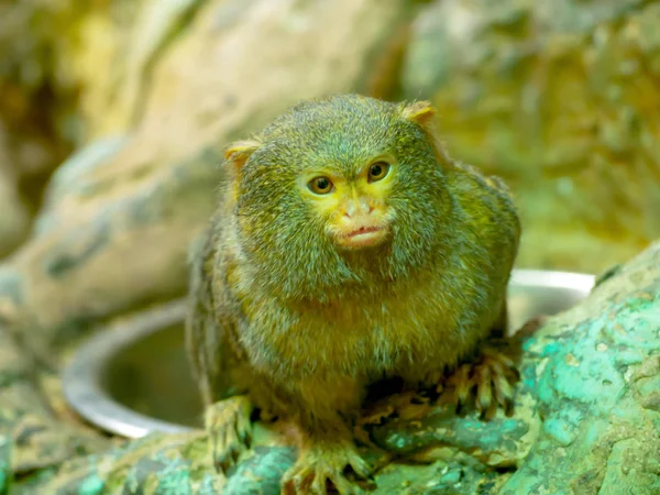 Pygmy marmoset στο ζωολογικό κήπο — Φωτογραφία Αρχείου