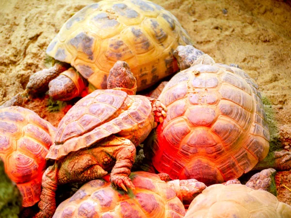 Turtle på Zoo — Stockfoto