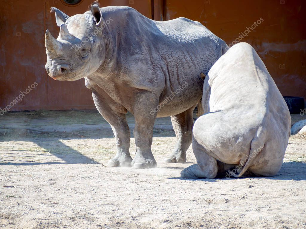 Black rhinoceros in zoo