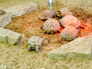 Hayvanat bahçesinde kaplumbağa