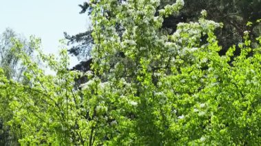 Parkta kavak kabartma