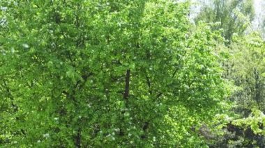 Parkta kavak kabartma