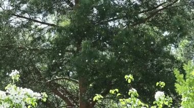 Parkta kavak kabartma