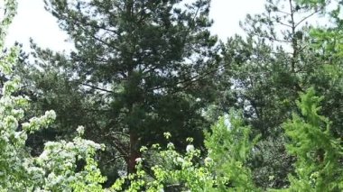 Parkta kavak kabartma