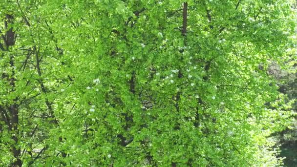 Peluches de peuplier dans le parc 