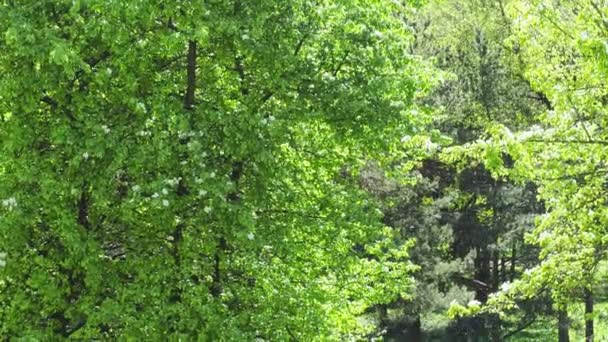 Peluches de peuplier dans le parc 