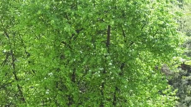 Peluches de peuplier dans le parc 