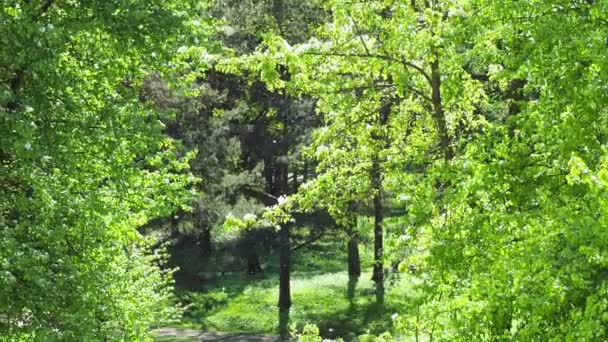 Pelusa de álamo en el parque — Vídeos de Stock