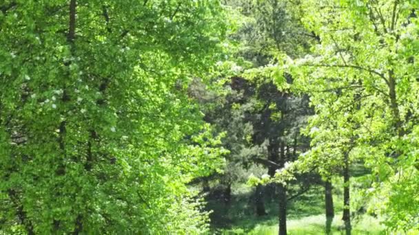 Populier pluisjes in het Park — Stockvideo