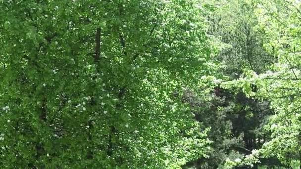 Peluches de peuplier dans le parc 