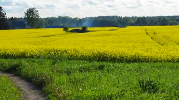 Landstraße Durch Gelbes Rapsfeld Voller Blüte — Stockvideo