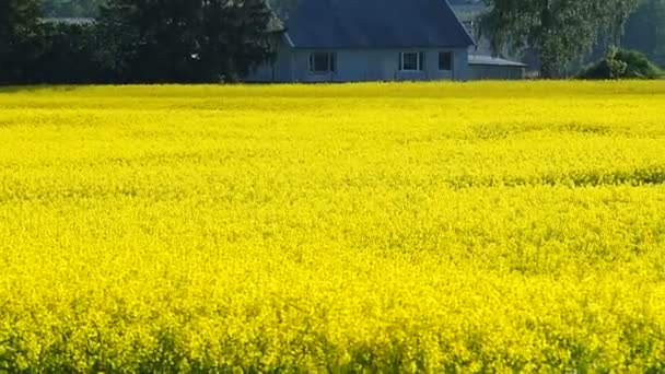 Gelbes Rapsfeld Voller Blüte — Stockvideo