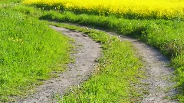 Drumul Țară Prin Câmpul Rapiță Galben Floare — Videoclip de stoc
