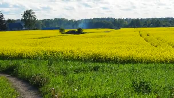 Landstraße Durch Gelbes Rapsfeld Voller Blüte — Stockvideo