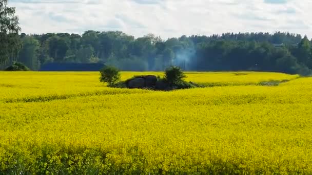 Gelbes Rapsfeld Voller Blüte — Stockvideo