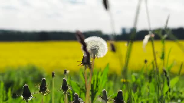 Großaufnahme Von Löwenzahn Vor Gelbem Rapsfeld Voller Blüte — Stockvideo