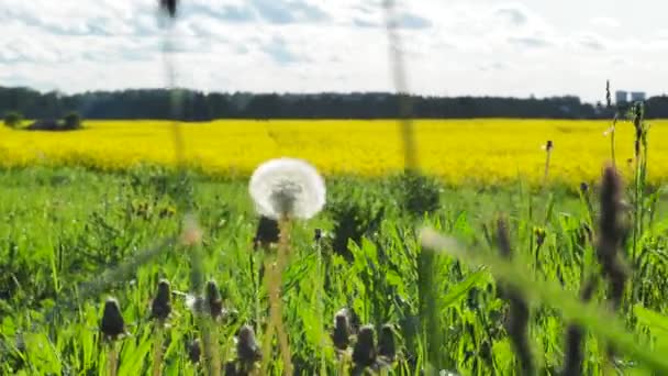 Großaufnahme Von Löwenzahn Vor Gelbem Rapsfeld Voller Blüte — Stockvideo