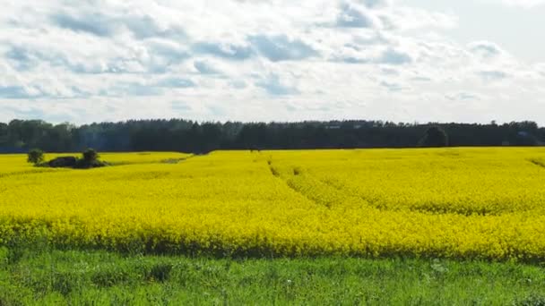 Gelbes Rapsfeld Voller Blüte — Stockvideo