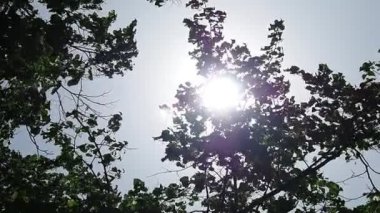 Rüzgar gökyüzü arka planında büyük bir ağaçta esiyor.