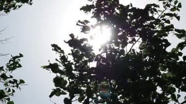 Rüzgar gökyüzü arka planında büyük bir ağaçta esiyor.