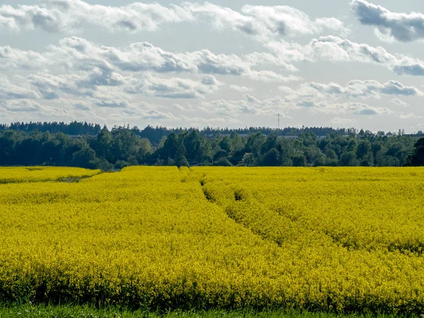 Campo de colza amarelo — Fotografia de Stock