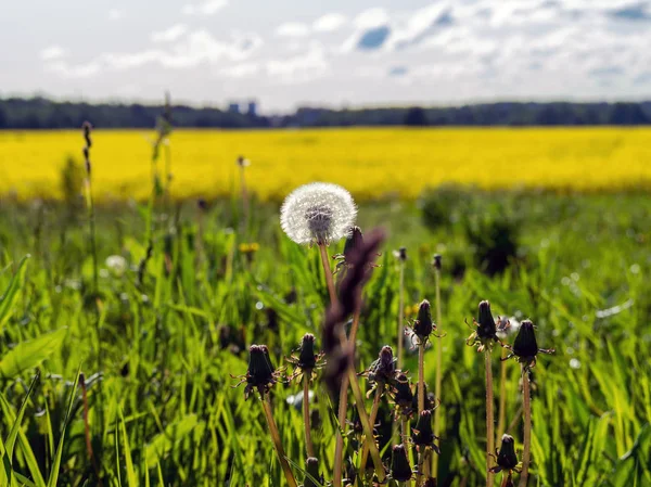 Campo de colza amarelo — Fotografia de Stock