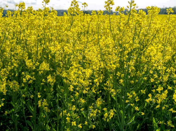 Yellow rape field — Stock Photo, Image