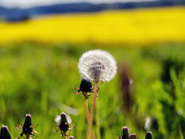 Gula rapsfält — Stockfoto