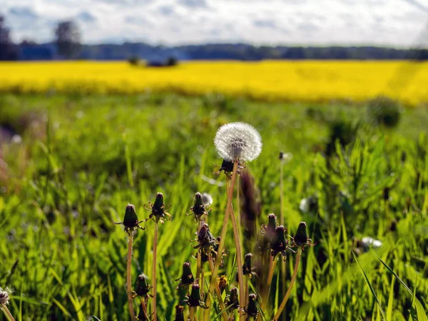 Campo de colza amarelo — Fotografia de Stock