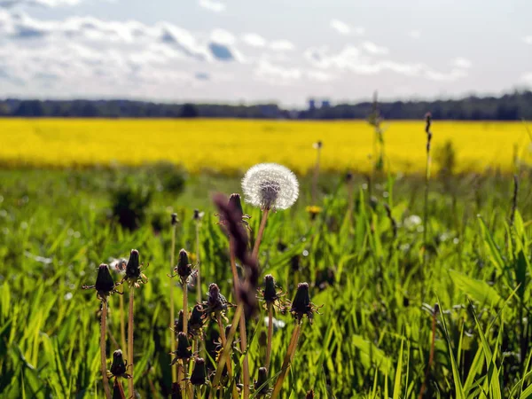 Campo de colza amarelo — Fotografia de Stock